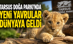 Tarsus Doğa Parkı'nda Yeni Yavrular Dünyaya Gözlerini Açtı